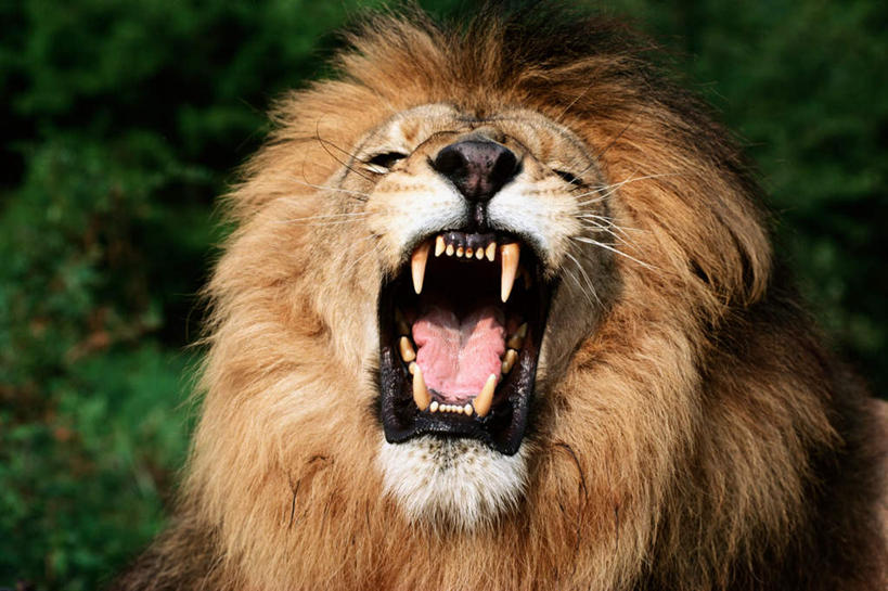 脸,头,脸颊,牙齿,无人,横图,室外,特写,白天,正面,旅游,度假,美景,哺乳动物,野生动物,狮子,咆哮,阴影,朦胧,模糊,锐利,光线,影子,景观,注视,娱乐,一只,自然,动物,观察,看,张嘴,享受,休闲,景色,放松,观看,察看,锋利,尖锐,关注,自然风光,尖利,凶猛,张大嘴巴,怒吼,呼啸,犀利,厉害,狂嗥,残暴,凶残,头部,齿,脸部,脸蛋,面部,牙,牙龈,张开嘴,半身,彩图