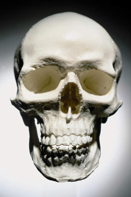 颅骨,无人,竖图,室内,特写,白天,白色背景,正面,静物,阴影,光线,影子,一个,摄影,影棚,单个,鼻骨,顶骨,额骨,颈椎,颞骨,下颌骨,颧骨,头盖骨,彩图,影棚拍摄,拍摄