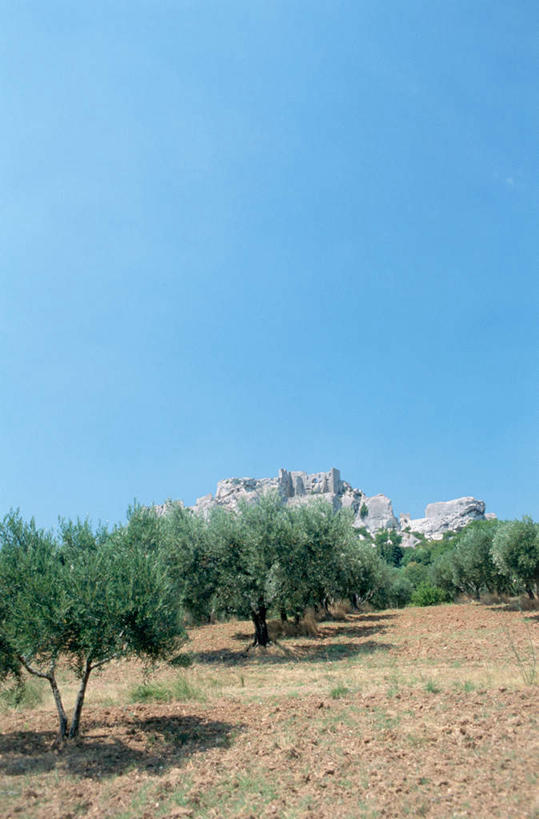 无人,农田,竖图,室外,白天,正面,旅游,度假,庄稼,农作物,美景,植物,法国,欧洲,一排,许多,阴影,整齐,光线,影子,景观,娱乐,树,树木,排列,蓝色,绿色,蓝天,天空,阳光,自然,天,享受,休闲,景色,放松,生长,晴朗,成长,普罗旺斯,队列,自然风光,万里无云,法兰西共和国,法兰西第五共和国,橄榄树,普罗旺斯省,齐墩果,油橄榄,晴空,晴空万里,彩图,耕地,庄稼田