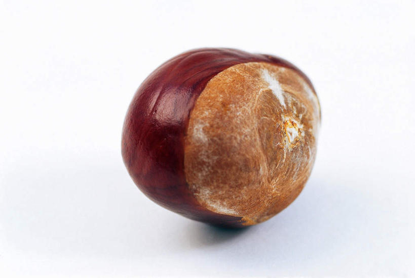 无人,横图,室内,特写,白天,白色背景,正面,水果,阴影,新鲜,光线,影子,板栗,栗子,生食,食品,坚果,果实,毛栗子,食物,一个,摄影,有机食品,绿色食品,影棚,单个,七叶树,毛栗,栗果,栗楔,娑罗树,彩图,影棚拍摄,拍摄