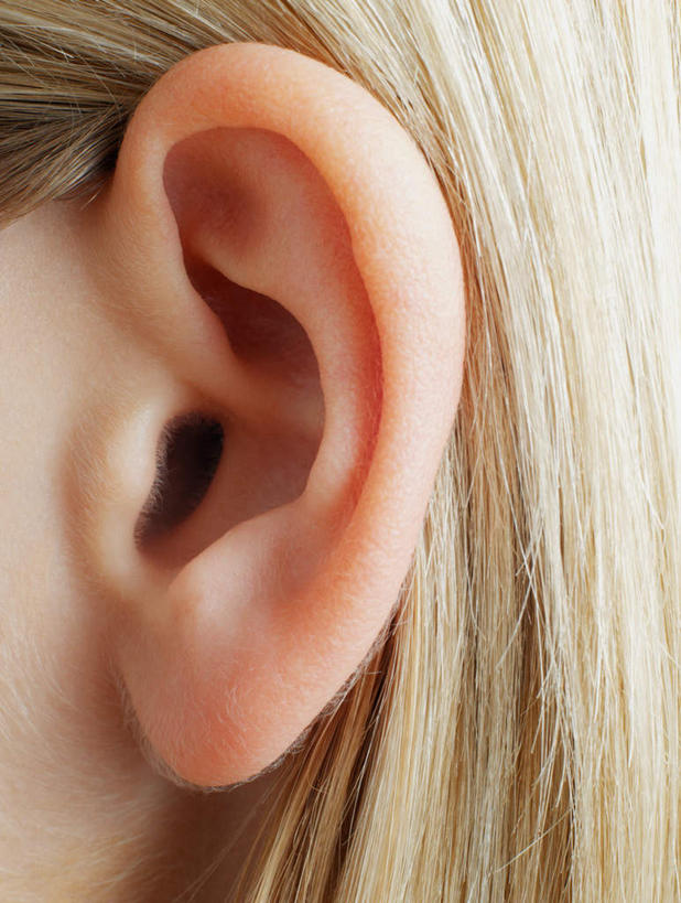 西方人,脸,头,耳朵,脸颊,头发,一个人,竖图,室内,特写,白天,侧面,静物,欧洲,欧洲人,仅一个年轻女性,仅一个女性,仅一个人,阴影,朦胧,模糊,光线,医学,影子,一个,模型,金色,人体,单个,生物学,人体器官,器官,耳廓,耳蜗,生理学,内耳,中耳,听觉器官,耳膜,外耳,耳道,年轻女性,女人,女性,白种人,头部,直发,耳,耳部,脸部,脸蛋,面部,半身,彩图