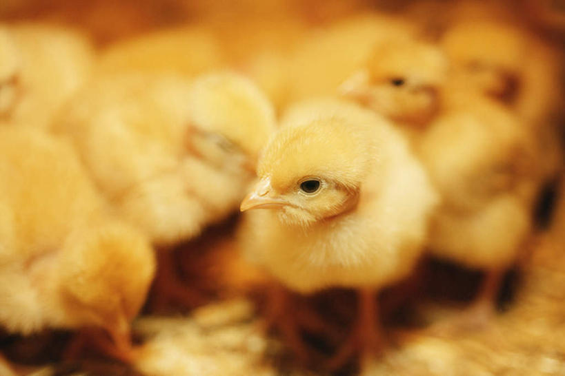 无人,农场,横图,室外,特写,白天,正面,畜牧业,牧场,鸡,羽毛,许多,朦胧,模糊,轻盈,柔软,很多,家禽,黄色,动物,可爱,毛茸茸,牲畜,畜牧,轻柔,牧业,半身,彩图