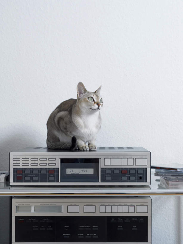 无人,坐,竖图,室内,白天,正面,宠物,猫,椅子,阴影,光线,影子,墙,摄像机,注视,墙壁,墙面,动物,观察,看,可爱,摄像,摄影,摄影机,观看,察看,关注,录像,猫咪,坐着,彩图,全身