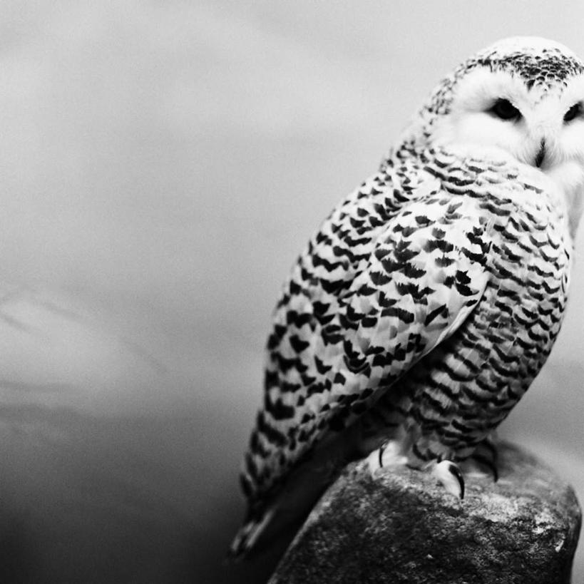 无人,站,竖图,室内,白天,正面,猫头鹰,鸟,野生动物,阴影,反射,鸟类,影子,注视,一只,动物,观察,看,站着,观看,察看,关注,凶猛,灰林鸮,残暴,凶残,鸮,枭,站立,彩图,全身