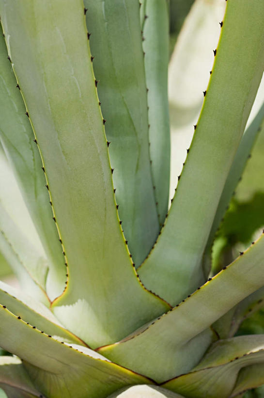 无人,竖图,室外,特写,白天,正面,植物,仙人掌,火焰,草药,中药,有机食品,绿色食品,药材,中草药,中药材,本草,牛舌头,玉芙蓉,仙巴掌,火掌,霸王树,彩图