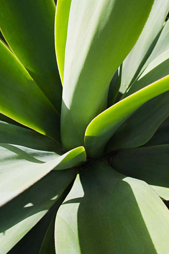 无人,竖图,俯视,室外,特写,白天,芦荟,阴影,新鲜,光线,影子,绿色,阳光,青春,生命,和平,安详,罗帷草,讷会,奴会,象鼻莲,象胆,冷色,彩图,高角度拍摄,油葱