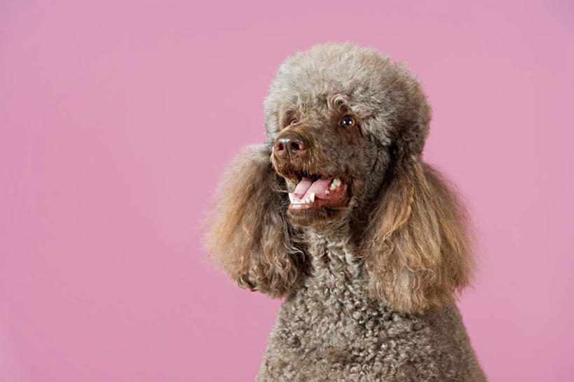 无人,站,横图,室内,特写,白天,正面,宠物,狗,粉色背景,注视,贵宾犬,一只,动物,观察,看,站着,张嘴,可爱,摄影,影棚,观看,察看,关注,贵妇犬,张大嘴巴,忠诚,玩具贵宾犬,舌头,张开嘴,犬,站立,半身,彩图,影棚拍摄,拍摄