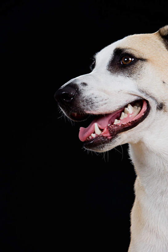 脸,头,脸颊,无人,站,竖图,室内,特写,白天,正面,宠物,狗,黑色背景,注视,一只,动物,观察,看,站着,张嘴,可爱,摄影,影棚,观看,察看,关注,张大嘴巴,忠诚,舌头,头部,脸部,脸蛋,面部,张开嘴,犬,站立,半身,彩图,影棚拍摄,拍摄