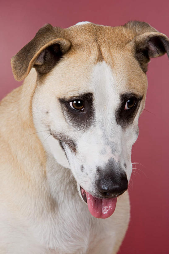 脸,头,脸颊,无人,站,竖图,室内,特写,白天,正面,宠物,狗,粉色背景,注视,一只,动物,观察,看,站着,张嘴,可爱,摄影,影棚,观看,察看,关注,张大嘴巴,忠诚,舌头,头部,脸部,脸蛋,面部,张开嘴,犬,站立,半身,彩图,影棚拍摄,拍摄