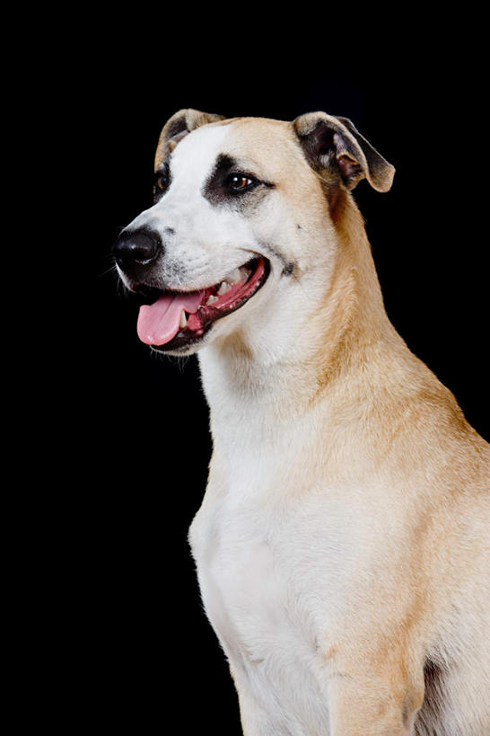 脸,头,脸颊,无人,站,竖图,室内,特写,白天,侧面,宠物,狗,黑色背景,注视,一只,动物,观察,看,站着,张嘴,可爱,摄影,影棚,观看,察看,关注,张大嘴巴,忠诚,舌头,头部,脸部,脸蛋,面部,张开嘴,犬,站立,半身,彩图,影棚拍摄,拍摄