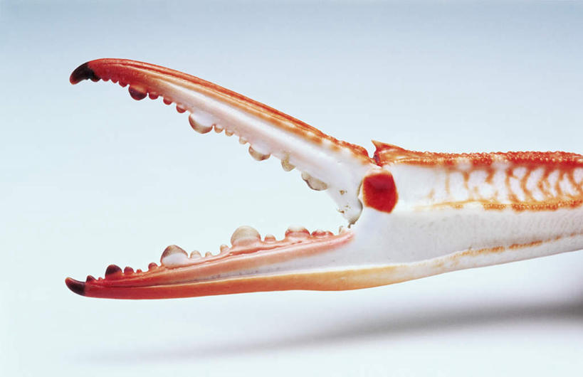 蟹,无人,横图,室内,特写,白天,白色背景,正面,阴影,花纹,反射,纹路,螃蟹,钳子,纹理,影子,一只,摄影,影棚,肌理,半身,彩图,影棚拍摄,拍摄