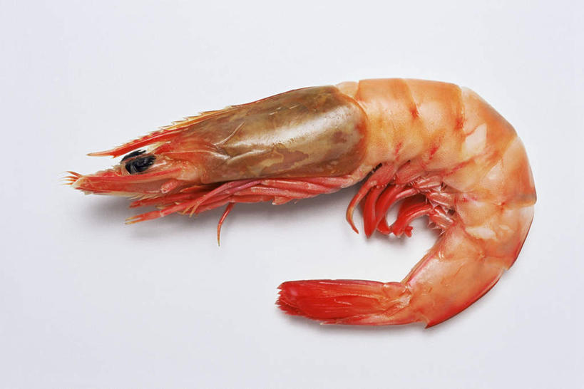 无人,横图,俯视,室内,特写,白天,白色背景,阴影,反射,影子,虾,大虾,一只,摄影,影棚,对虾,斑节虾,东方对虾,中国对虾,彩图,高角度拍摄,全身,影棚拍摄,拍摄