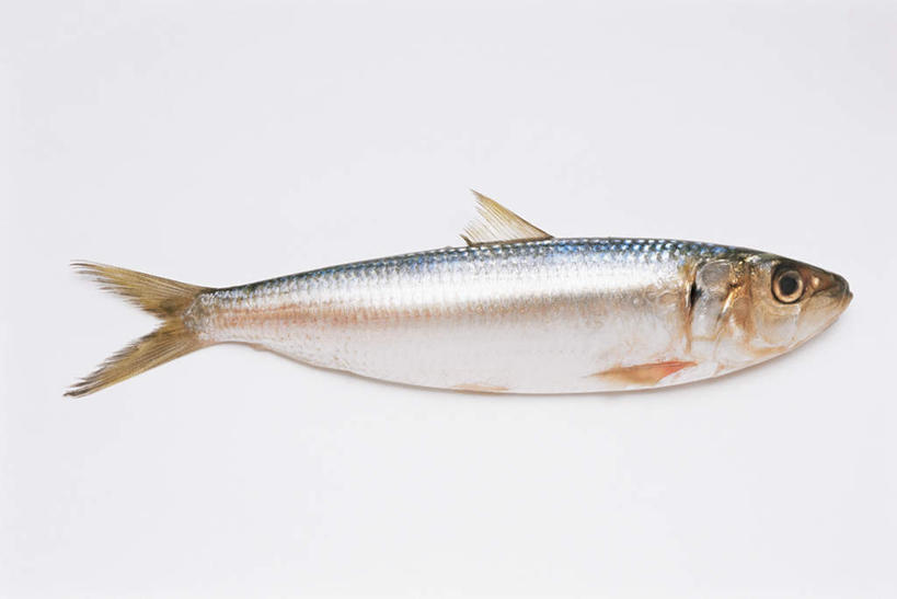 海鲜,无人,竖图,俯视,室内,特写,白天,白色背景,桌面,桌子,一条,木制,鱼,水产,鱼类,海洋生物,木制品,摄影,影棚,沙丁鱼,鲱鱼,水生动物,海产品,水生物,海底动物,沙甸鱼,沙鲻,沙脑鰛,大肚鰛,真鰛,萨丁鱼,鳁,鲱科,彩图,高角度拍摄,全身,影棚拍摄,拍摄