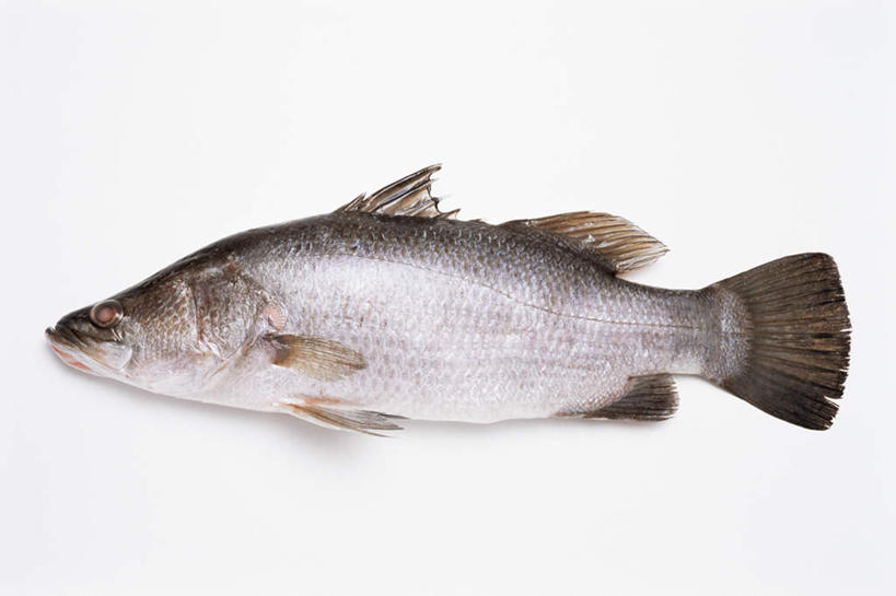 海鲜,无人,竖图,俯视,室内,特写,白天,白色背景,桌面,桌子,一条,木制,鱼,水产,鱼类,海洋生物,木制品,摄影,影棚,水生动物,海产品,水生物,海底动物,澳洲肺鱼,肺鱼,彩图,高角度拍摄,全身,影棚拍摄,拍摄