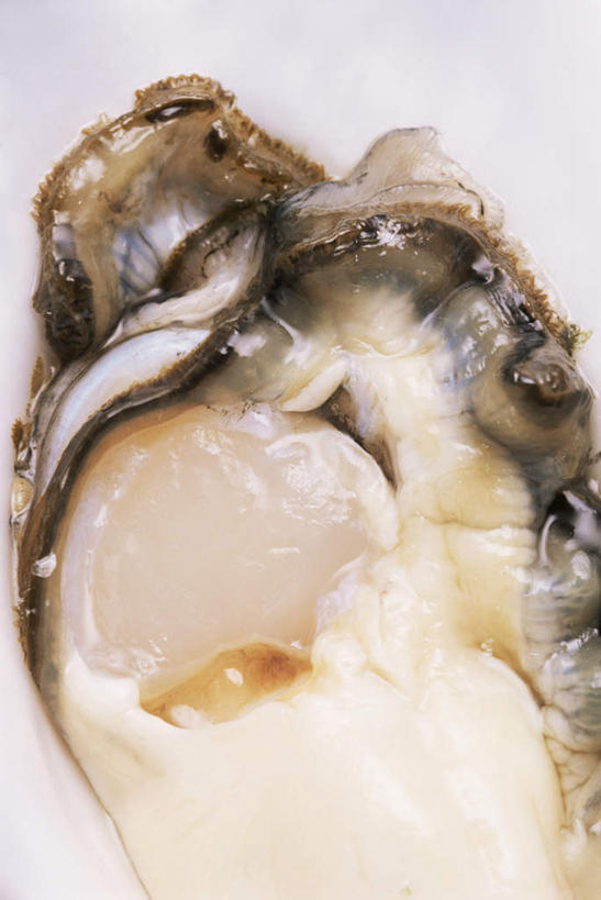 海鲜,无人,竖图,俯视,室内,特写,白天,白色背景,桌面,桌子,木制,牡蛎,水产,海洋生物,一个,木制品,摄影,影棚,单个,生蚝,水生动物,海产品,水生物,海底动物,彩图,高角度拍摄,影棚拍摄,拍摄