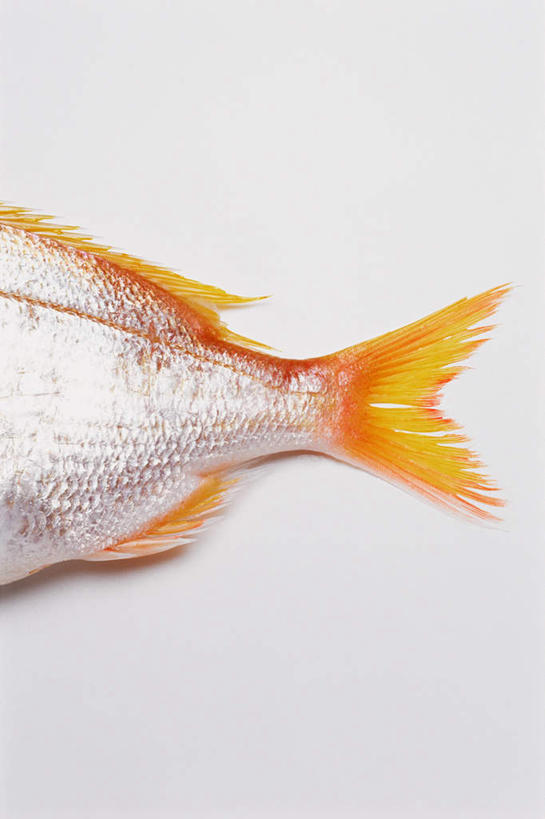 海鲜,无人,竖图,俯视,室内,特写,白天,白色背景,桌面,桌子,一条,木制,尾巴,鱼,水产,鱼类,海洋生物,黄色,木制品,摄影,影棚,水生动物,海产品,笛鲷,水生物,海底动物,黄尾笛鲷,半身,彩图,高角度拍摄,影棚拍摄,拍摄