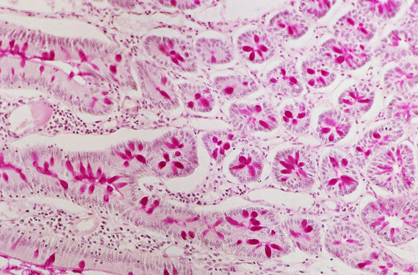 无人,横图,俯视,室内,特写,白天,仪器,微生物,检查,反射,分析,科学,医学,纹路,纹理,细胞,显微镜,紫色,观察,粘液,清晰,探索,放大,观看,仔细,透镜,生物学,凸透镜,聚焦,关注,黏液,神经元,肌理,光学,清楚,神经细胞,彩图,高角度拍摄