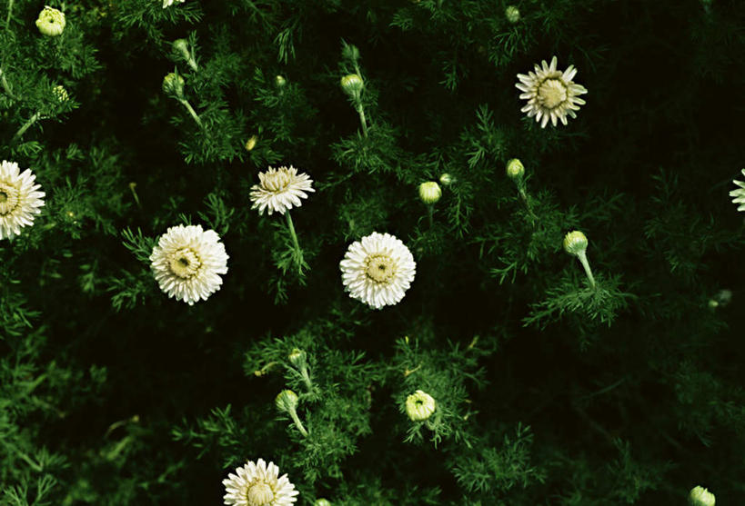 无人,横图,俯视,室外,白天,花海,花圃,美景,植物,叶子,朦胧,模糊,盛开,景观,花蕾,花,花瓣,花朵,花卉,鲜花,绿色,自然,花丛,花束,花田,花苞,花蕊,景色,甘菊,自然风光,杭菊花,高尚,杭白菊,彩图,高角度拍摄