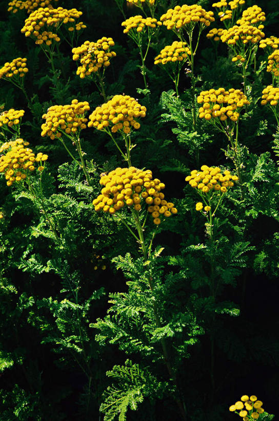 无人,竖图,室外,白天,正面,花海,花圃,美景,植物,叶子,朦胧,模糊,盛开,景观,花蕾,花,花瓣,花朵,花卉,鲜花,黄色,绿色,自然,花丛,花束,花田,花苞,花蕊,景色,艾菊,自然风光,和平,菊蒿,彩图,和蔼