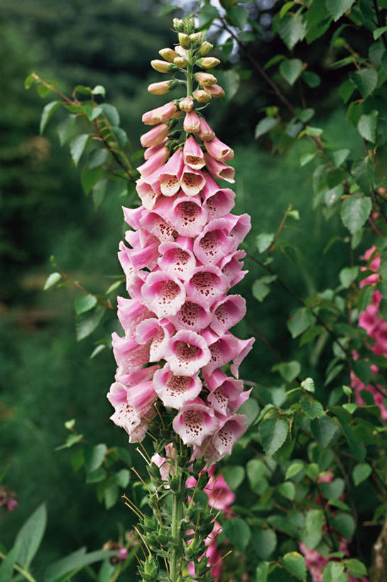 无人,竖图,室外,白天,正面,花海,花圃,美景,植物,叶子,朦胧,模糊,盛开,景观,花蕾,花,花瓣,花朵,花卉,鲜花,粉色,绿色,自然,花丛,花束,花田,花苞,花蕊,景色,毛地黄,自然风光,指顶花,心脏草,洋地黄,热爱,彩图