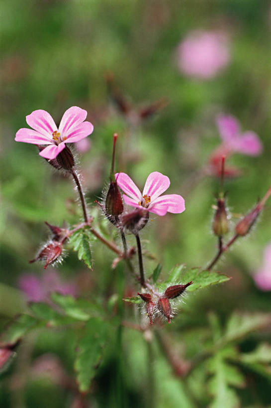 无人,竖图,室外,白天,正面,花海,花圃,美景,植物,勿忘我,叶子,朦胧,模糊,盛开,景观,花蕾,花,花瓣,花朵,花卉,鲜花,粉色,绿色,自然,花丛,花束,花田,花苞,花蕊,景色,自然风光,星辰花,勿忘草,斯太菊,矶松,彩图