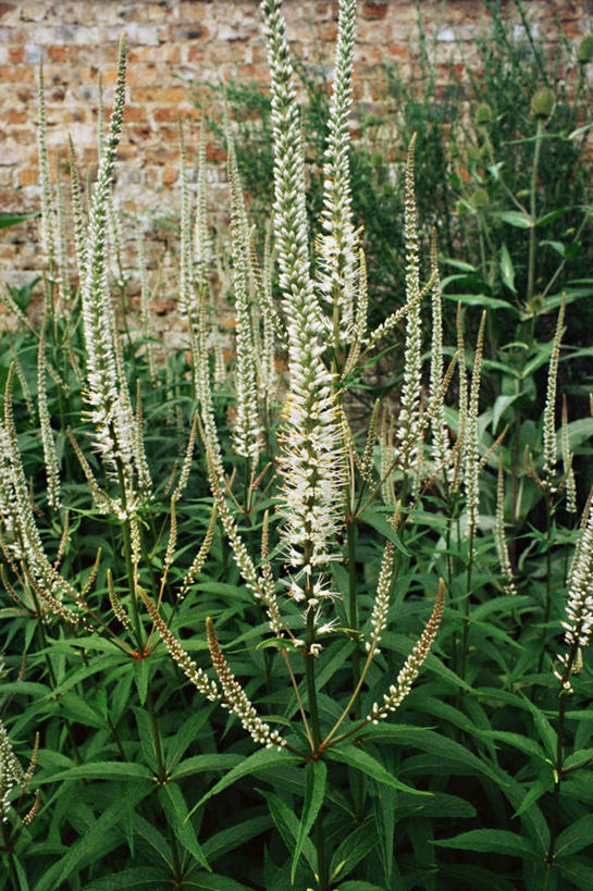 无人,竖图,俯视,室外,特写,白天,草地,草坪,美景,植物,叶子,景观,铁线莲,绿叶,草,绿色,自然,嫩叶,景色,番莲,威灵仙,山木通,自然风光,叶,叶片,彩图,高角度拍摄