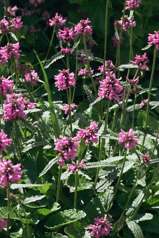 无人,竖图,室外,特写,白天,正面,美景,植物,叶子,盛开,景观,绿叶,草药,药草,花蕾,中药,花,花瓣,花朵,鲜花,自然,花苞,花蕊,嫩叶,景色,自然风光,药材,中草药,中药材,本草,叶,叶片,彩图,草石蚕