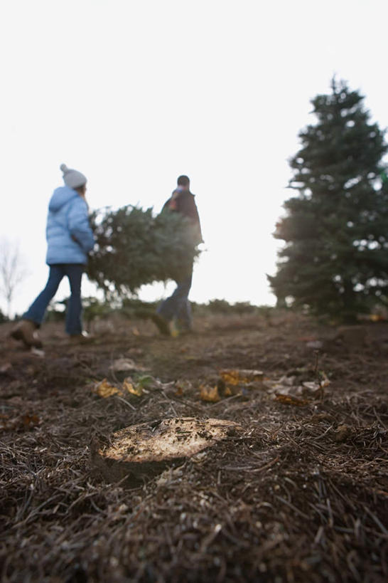 西方人,儿童,两个人,家庭,父亲,女儿,走,竖图,室外,白天,纯洁,植物,帽子,欧洲,欧洲人,服装,圣诞树,注视,休闲装,树,树木,小孩,背面,衣服,绿色,天空,自然,天,观察,看,休闲,温暖,温馨,父女,一家人,休闲服,父爱,可爱,童年,童趣,服饰,生长,晴朗,成长,观看,和睦,察看,输送,关注,运送,童真,烂漫,无邪,万里无云,棉帽,天真,男人,男性,年轻男性,女孩,白种人,孩子,年轻人,晴空,晴空万里,步行,走路,彩图,全身,融洽,女生