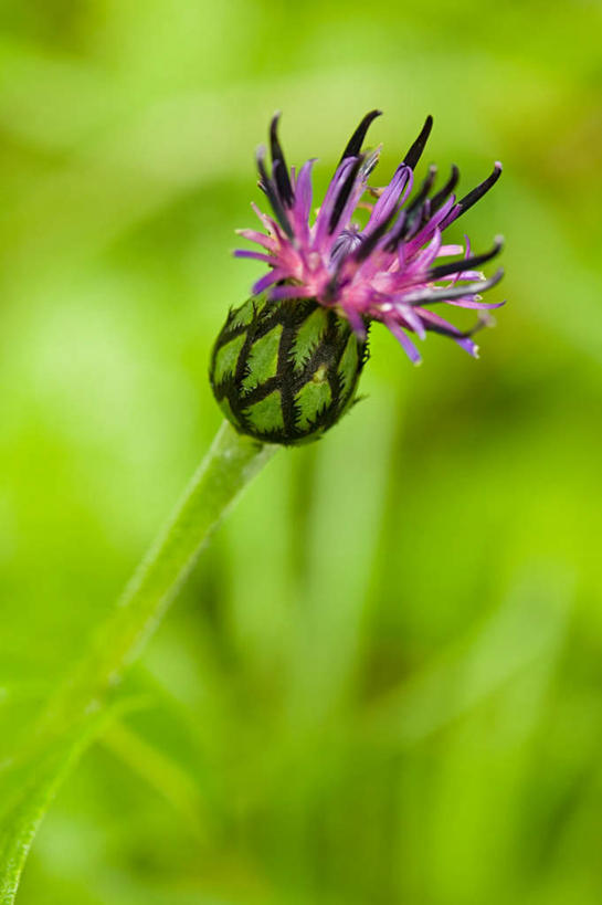 无人,竖图,室外,特写,白天,正面,旅游,度假,幸福,美景,叶子,阴影,朦胧,模糊,盛开,光线,影子,景观,绿叶,花蕾,娱乐,花,花瓣,花朵,鲜花,一朵,阳光,自然,花苞,花蕊,享受,休闲,嫩叶,菊花,景色,放松,优雅,纤细,自然风光,矢车菊,忠诚,再生,蓝芙蓉,荔枝菊,思念,热爱,叶,叶片,彩图