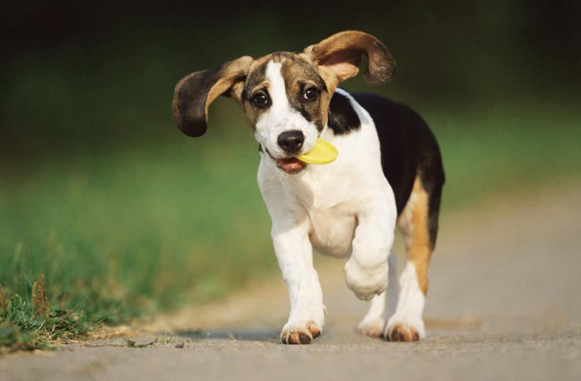 无人,横图,室外,白天,正面,草地,草坪,植物,道路,路,宠物,狗,奔驰,咬,阴影,朦胧,模糊,反射,影子,小路,交通,注视,草,一只,绿色,动物,奔跑,观察,看,可爱,乡间小路,观看,咬着,察看,关注,忠诚,犬,彩图,全身