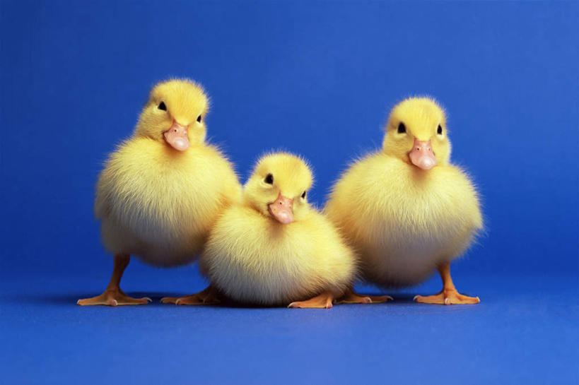 无人,站,坐,横图,室内,特写,白天,正面,鸟,三只,一排,阴影,蓝色背景,柔软,整齐,反射,鸟类,鸭,影子,注视,家禽,排列,黄色,动物,观察,看,站着,毛茸茸,摄影,牲畜,影棚,观看,柔滑,察看,队列,关注,娇嫩,柔嫩,优柔,站立,坐着,彩图,全身,影棚拍摄,拍摄