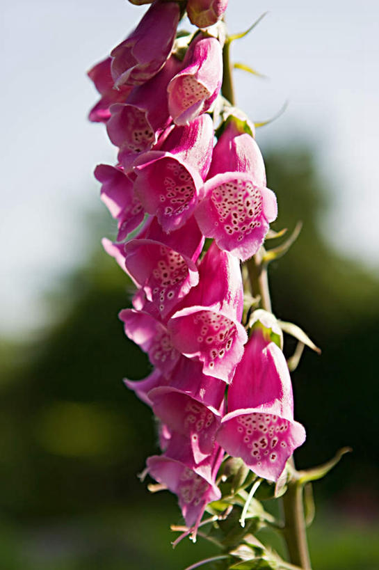 无人,竖图,室外,特写,白天,正面,旅游,度假,草地,草坪,花海,花圃,美景,植物,叶子,朦胧,模糊,盛开,景观,花蕾,娱乐,草,花,花瓣,花朵,花卉,鲜花,树,树木,绿色,自然,花丛,花束,花田,花苞,花蕊,享受,休闲,景色,放松,生长,成长,毛地黄,自然风光,指顶花,心脏草,洋地黄,热爱,彩图