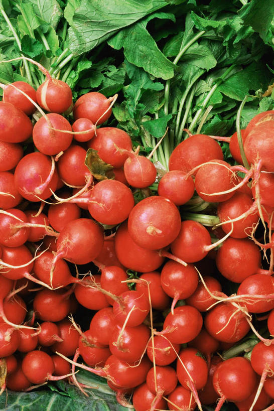 无人,竖图,俯视,室内,特写,白天,萝卜,蔬菜,叶子,一堆,许多,堆叠,堆积,新鲜,食品,绿叶,食物,红色,嫩叶,有机食品,绿色食品,水萝卜,堆,叶,叶片,彩图,高角度拍摄