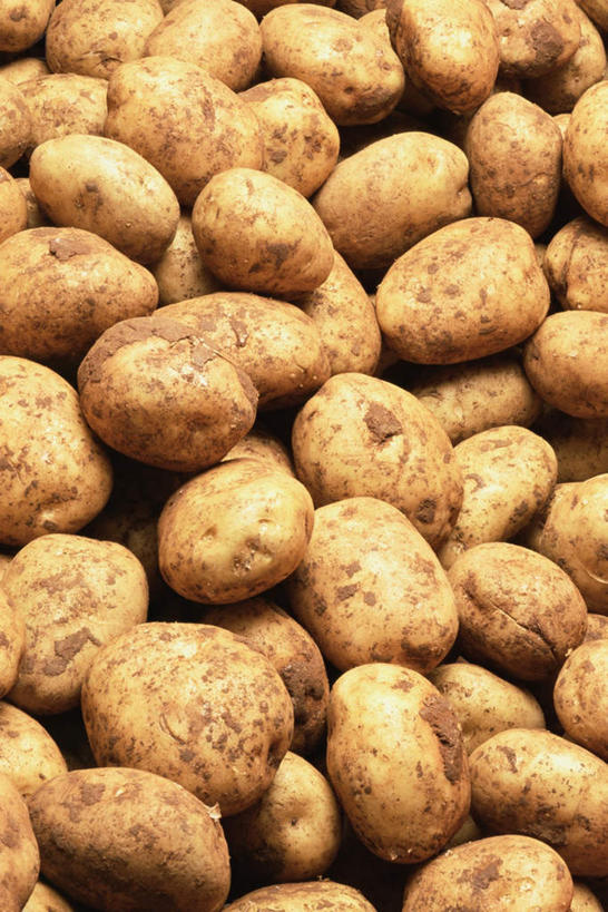 无人,竖图,俯视,室内,特写,白天,蔬菜,土豆,一堆,许多,堆叠,堆积,新鲜,泥土,土壤,食品,食物,有机食品,绿色食品,堆,馍馍蛋,洋芋,山药蛋,马铃薯,彩图,高角度拍摄