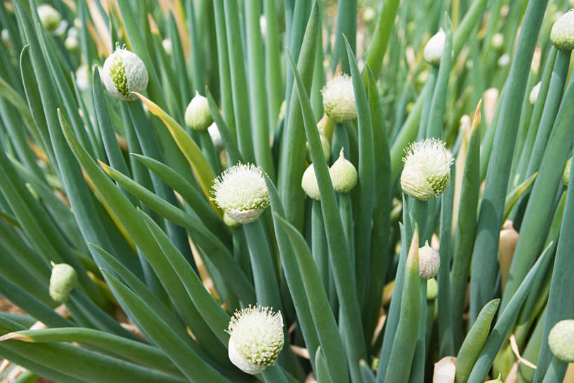 无人,菜园,农田,横图,俯视,室外,特写,白天,庄稼,农作物,蔬菜,叶子,新鲜,盛开,葱,青葱,食品,绿叶,葱花,花蕾,花,花瓣,花朵,鲜花,食物,花苞,花蕊,嫩叶,有机食品,绿色食品,叶,叶片,彩图,高角度拍摄,耕地,庄稼田