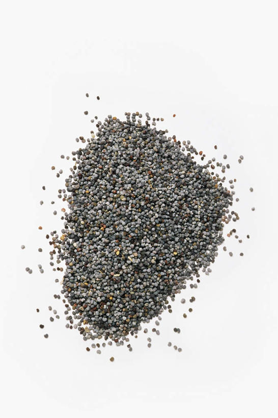 无人,竖图,俯视,室内,特写,白天,白色背景,植物,罂粟,一堆,许多,阴影,堆叠,堆积,反射,影子,种子,草药,很多,中药,黑色,摄影,影棚,堆,毒品,药材,中草药,中药材,本草,止痛,镇静,安眠,罂粟花,彩图,高角度拍摄,影棚拍摄,拍摄