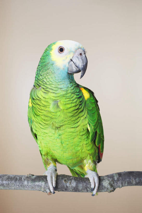 无人,站,竖图,室内,白天,白色背景,正面,植物,鸟,鹦鹉,鸟类,枝条,注视,树,树木,树枝,一只,绿色,动物,观察,看,站着,可爱,摄影,活泼,影棚,观看,察看,关注,观赏鸟,虬枝,枝杈,站立,彩图,全身,影棚拍摄,拍摄