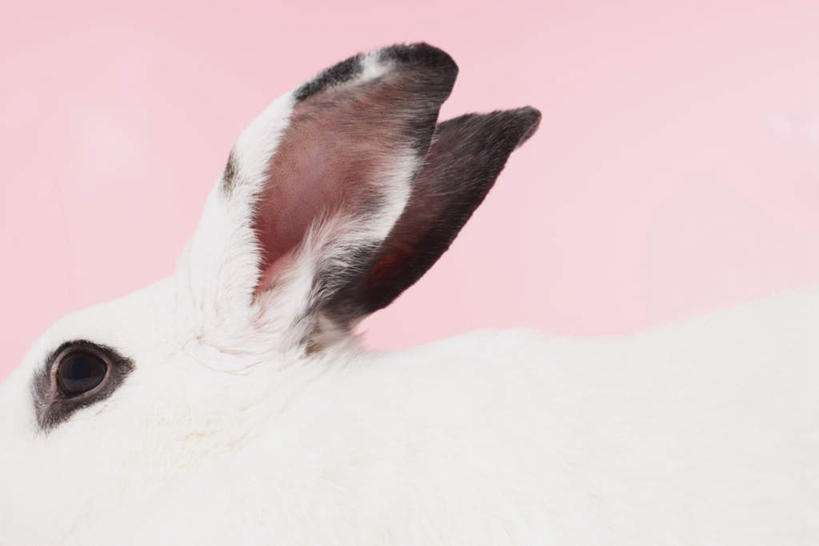 耳朵,无人,横图,室内,特写,白天,侧面,哺乳动物,粉色背景,兔子,注视,一只,白色,动物,观察,看,摄影,影棚,观看,兔,察看,关注,耳,耳部,半身,彩图,影棚拍摄,拍摄