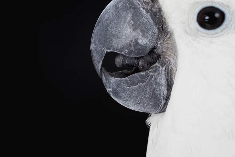 眼睛,嘴,无人,横图,室内,特写,白天,侧面,鸟,鹦鹉,瞳孔,黑色背景,鸟类,注视,一只,白色,动物,观察,看,可爱,眼部,摄影,活泼,影棚,观看,察看,关注,喙,观赏鸟,口,口腔,眼,嘴巴,嘴唇,半身,彩图,影棚拍摄,拍摄