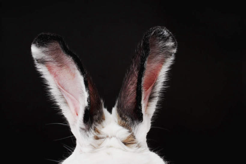 耳朵,无人,横图,室内,特写,白天,哺乳动物,黑色背景,兔子,一只,背面,动物,摄影,影棚,兔,耳,耳部,半身,彩图,影棚拍摄,拍摄