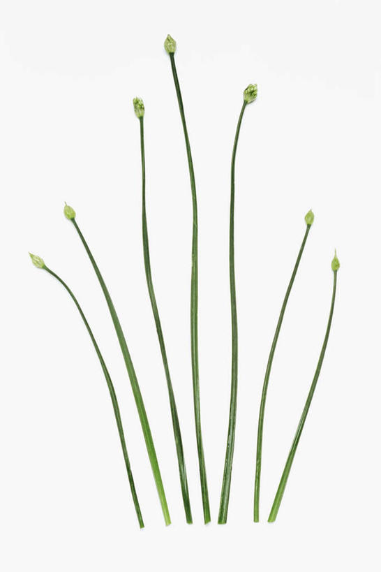 无人,竖图,室内,特写,白天,白色背景,正面,植物,葱,草药,药草,中药,绿色,自然,摄影,影棚,生长,成长,细香葱,香葱,药材,中草药,中药材,本草,彩图,影棚拍摄,拍摄