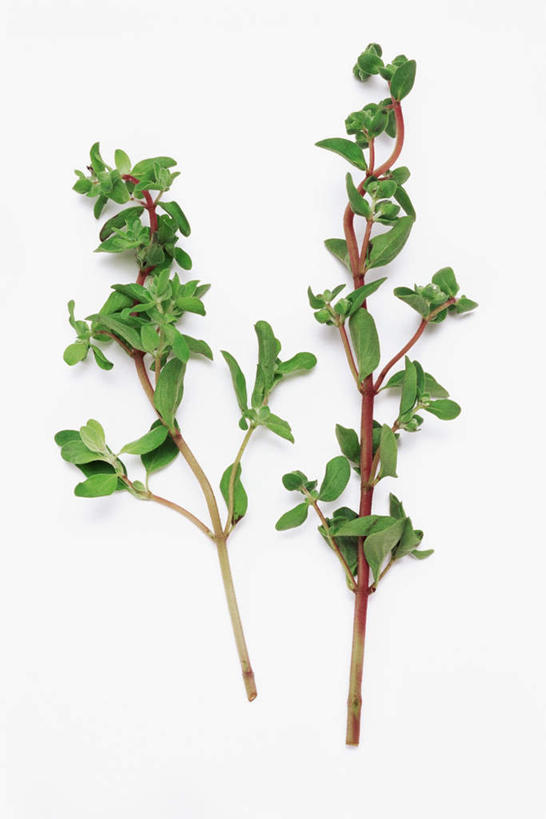 无人,竖图,俯视,室内,特写,白天,白色背景,叶子,调味,香料,佐料,绿叶,嫩叶,摄影,影棚,配料,墨角兰,作料,马郁兰草,叶,叶片,彩图,高角度拍摄,影棚拍摄,拍摄