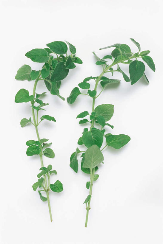 无人,竖图,俯视,室内,特写,白天,白色背景,桌面,桌子,叶子,木制,绿叶,木制品,嫩叶,摄影,影棚,牛至,滇香蕾,土香薷,荆芥,香薷,奥勒冈草,白花土荆芥,白花茵陈,川香薷,俄力冈叶,减脂叶,满山香,蘑菇草,披萨草,银薄荷,止痢草,叶,叶片,彩图,高角度拍摄,影棚拍摄,拍摄