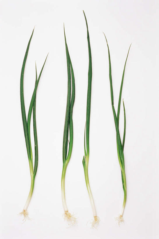 无人,竖图,室内,特写,白天,白色背景,正面,植物,叶子,葱,调味,香料,佐料,绿叶,草药,药草,中药,绿色,自然,嫩叶,摄影,影棚,生长,成长,细香葱,香葱,配料,药材,中草药,中药材,本草,作料,叶,叶片,彩图,影棚拍摄,拍摄