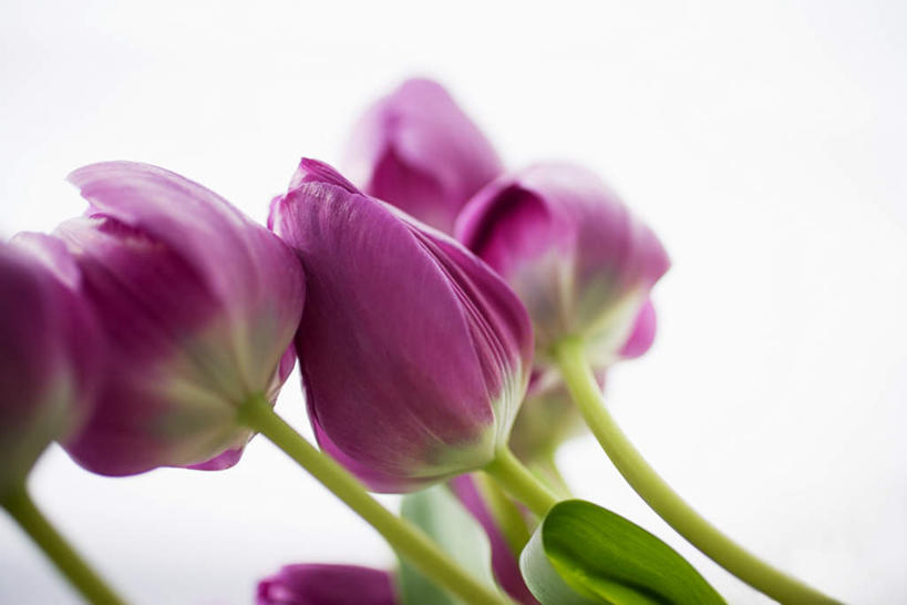 无人,横图,室内,特写,白天,白色背景,正面,爱情,郁金香,许多,阴影,盛开,反射,影子,祝福,花蕾,花,花瓣,花朵,鲜花,排列,紫色,花苞,花蕊,摄影,影棚,五支,表白,荣誉,永恒,摆列,郁香,洋荷花,草麝香,彩图,影棚拍摄,拍摄,布列,分列