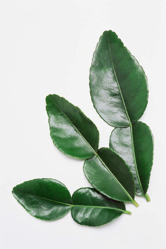 无人,竖图,俯视,室内,特写,白天,白色背景,叶子,阴影,反射,影子,薄荷,绿叶,银丹草,三片,嫩叶,摄影,影棚,斑叶凤梨薄荷,苹果薄荷,夜息香,叶,叶片,彩图,高角度拍摄,影棚拍摄,拍摄