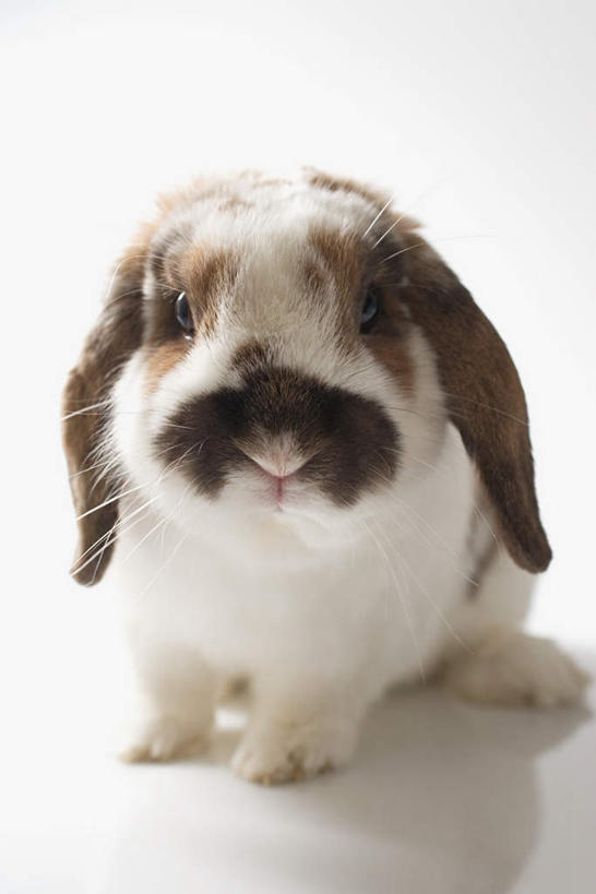 无人,站,竖图,室内,特写,白天,白色背景,正面,哺乳动物,阴影,花纹,反射,兔子,影子,棕色,注视,一只,白色,动物,观察,看,站着,摄影,影棚,观看,兔,察看,关注,复活节兔子,垂耳兔,站立,彩图,全身,影棚拍摄,拍摄