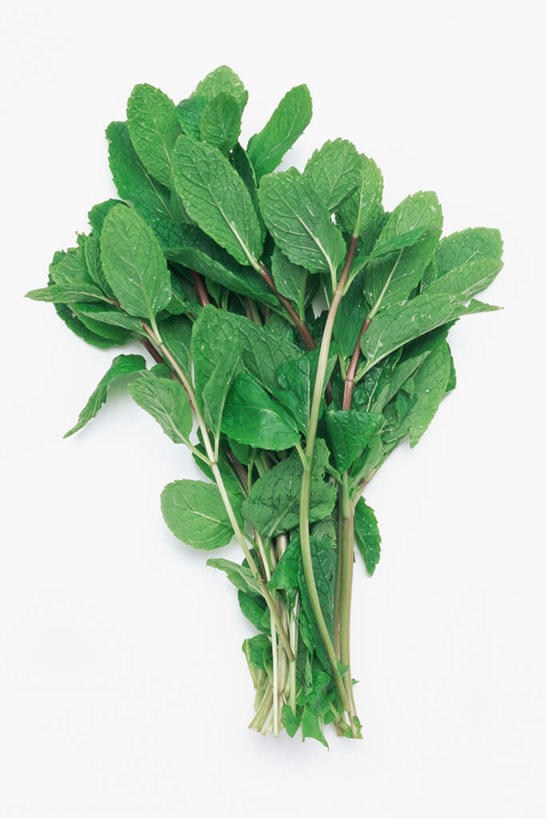 无人,竖图,俯视,室内,特写,白天,白色背景,叶子,调味,香料,佐料,薄荷,绿叶,银丹草,绿色,嫩叶,摄影,影棚,配料,作料,斑叶凤梨薄荷,夜息香,叶,叶片,彩图,高角度拍摄,影棚拍摄,拍摄