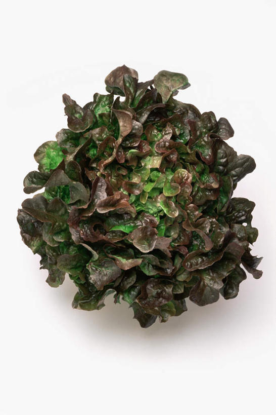 无人,竖图,俯视,室内,特写,白天,白色背景,蔬菜,叶子,新鲜,莴苣,莴笋,食品,绿叶,食物,嫩叶,摄影,有机食品,绿色食品,影棚,香笋,千金菜,叶,叶片,彩图,高角度拍摄,影棚拍摄,拍摄