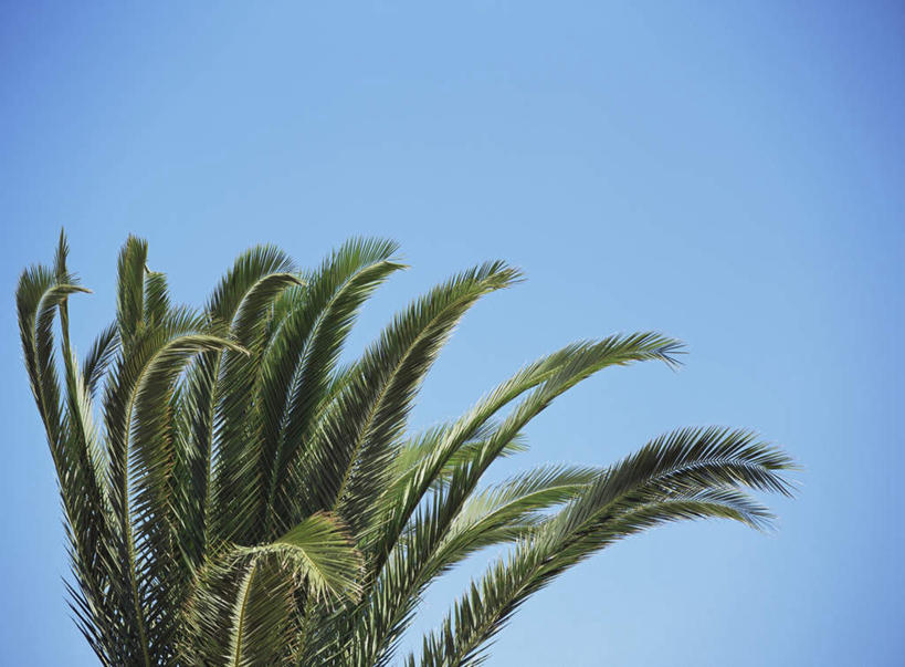 无人,横图,室外,特写,白天,仰视,旅游,度假,美景,植物,棕榈树,叶子,葡萄牙,欧洲,一棵,阴影,光线,影子,景观,绿叶,娱乐,树,树木,蓝色,绿色,蓝天,天空,自然,天,享受,休闲,嫩叶,景色,放松,生长,晴朗,成长,南欧,自然风光,棕榈叶,万里无云,葡萄牙共和国,阿尔加维,叶,叶片,晴空,晴空万里,彩图,低角度拍摄
